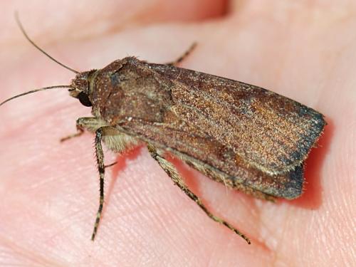 Réf. 104 708 : Agrotis trux