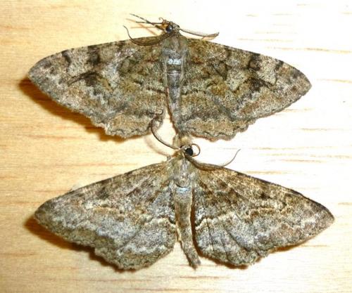 Réf. 104 752 : Alcis repandata