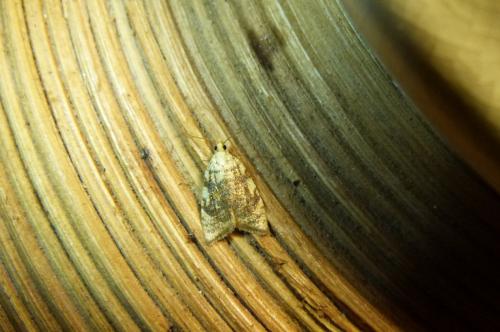 Réf. 104 381 : Aleimma loeflingiana