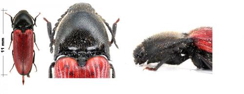 Réf. 104 808 : Ampedus quercicola