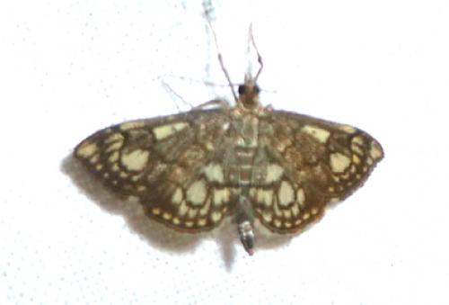 Réf. 104 697 : Anania stachydalis