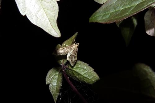 Réf. 104 491 : Anania lancealis