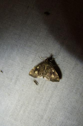 Réf. 104 531 : Anania stachydalis
