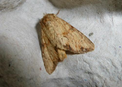 Réf. 104 694 : Apamea lithoxylaea