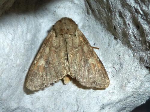 Réf. 104 696 : Apamea sordens