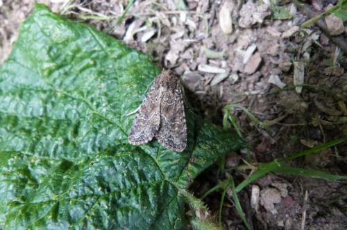 Apamea remissa