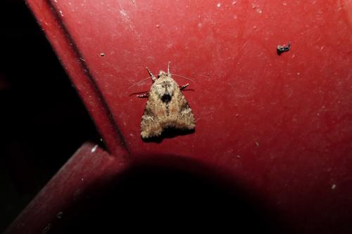 Réf. 104 867 : Apamea scolopacina