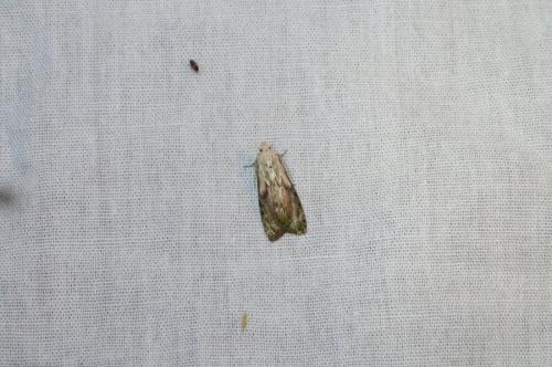 Aphomia sociella