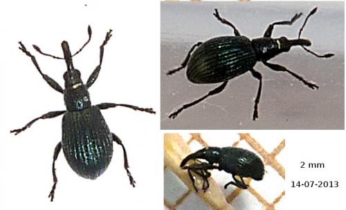Ischnopterapion virens