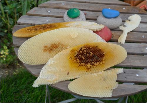 Réf. 104 994 : Apis mellifera