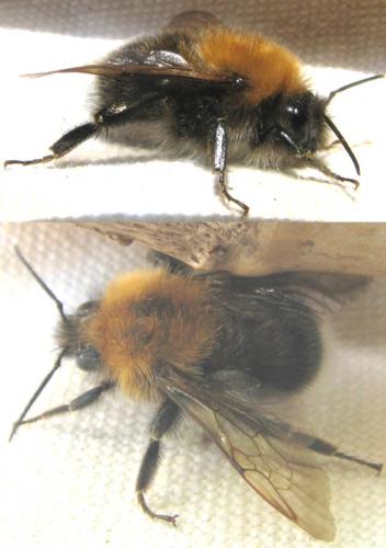 Bombus hypnorum
