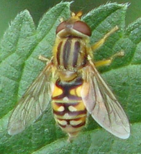 Réf. 104 042 : Parhelophilus versicolor