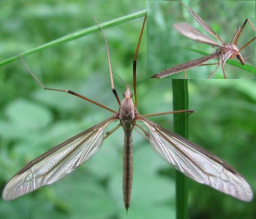 Réf. 104 043 : Tipula oleracea