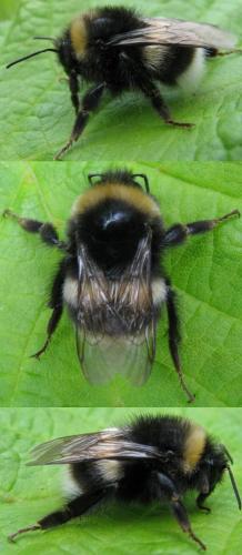 Réf. 104 344 : Bombus lucorum