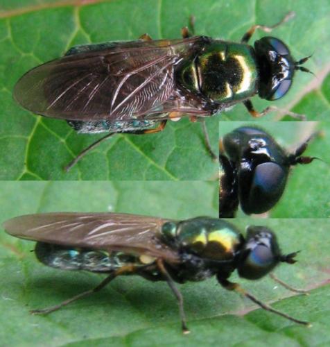 Réf. 104 398 : Chloromyia formosa