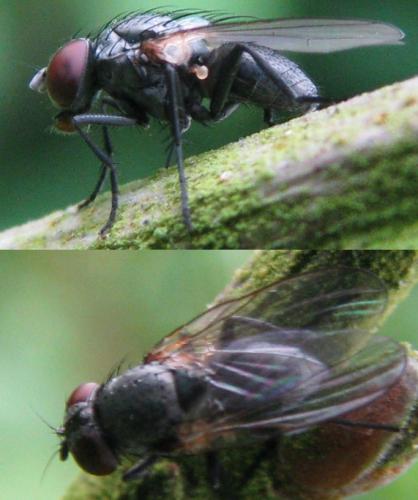 Fannia sp.