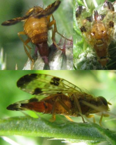 Xyphosia miliaria