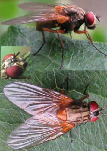 Réf. 104 395 : Mydaea corni