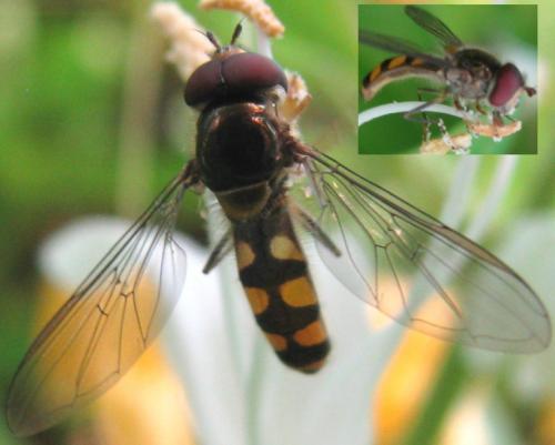 Réf. 104 607 : Meliscaeva auricollis