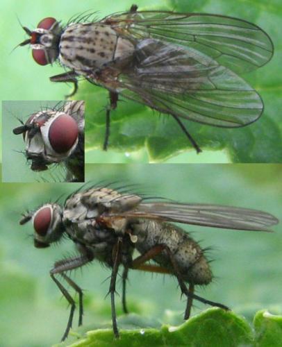 Hylemya vagans