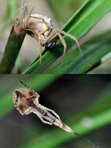 Uloborus walckenaerius
