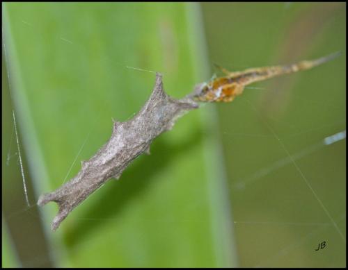 Uloborus walckenaerius