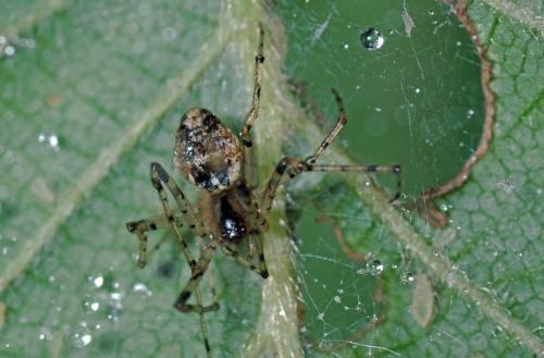 Réf. 104 989 : Platnickina tincta