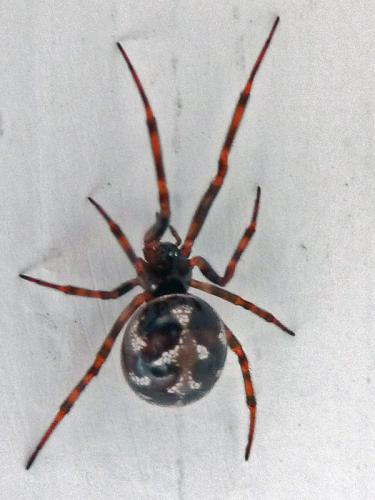 Réf. 104 891 : Steatoda triangulosa