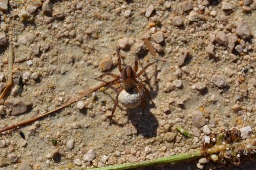 Trochosa sp.