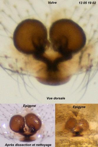 Réf. 104 406 : Enoplognatha testacea