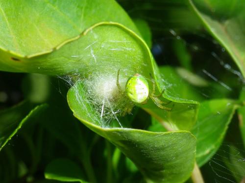 Araniella sp.