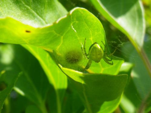 Araniella sp.