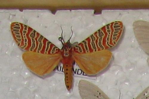 Tatargina picta