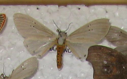 Réf. 104 458 : Creatonotos transiens