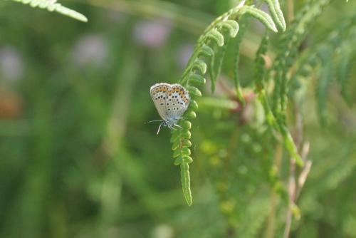 Réf. 104 901 : Plebejus sp.