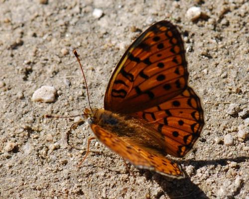 Réf. 104 290 : Argynnis niobe