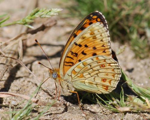 Argynnis niobe
