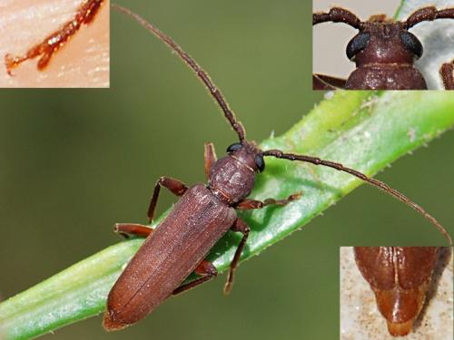 Arhopalus syriacus
