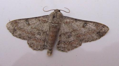 Réf. 104 743 : Ascotis selenaria