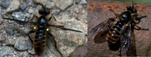Réf. 104 454 : Choerades marginata