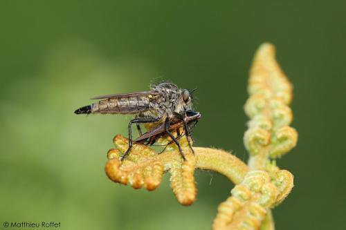 Didysmachus picipes