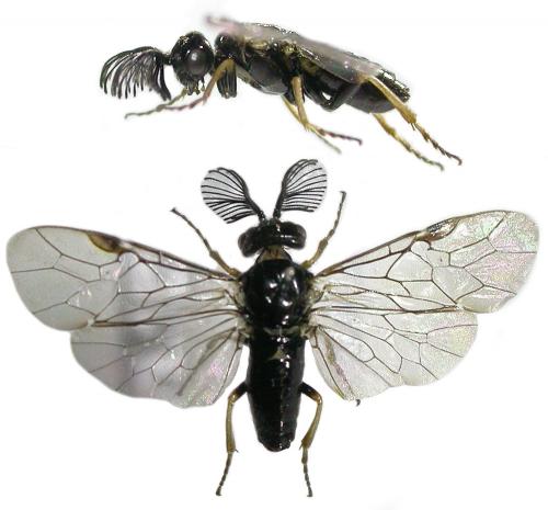 Réf. 104 340 : Monoctenus sp.