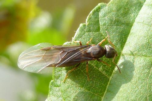 Réf. 104 418 : Lasius sp.