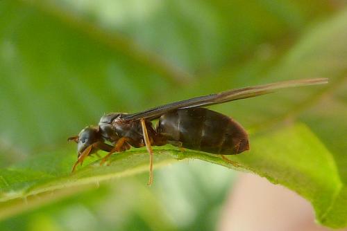 Réf. 104 419 : Lasius sp.