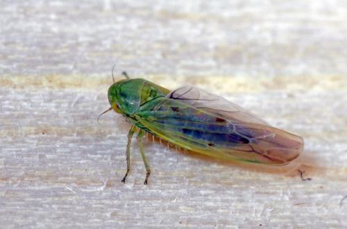 Réf. 104 753 : Balclutha punctata