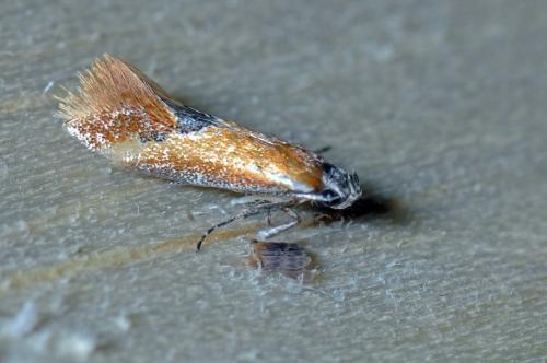 Batia sp.