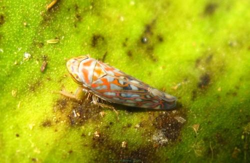 Paramelia colorata