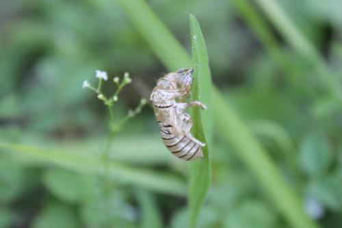 Cicadetta sp.