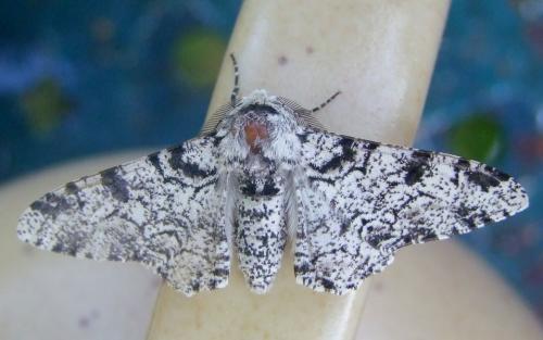 Biston betularia