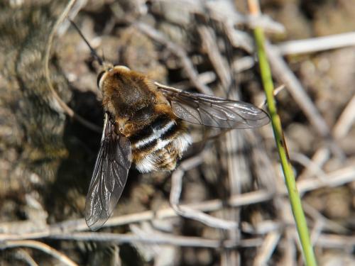 Réf. 104 099 : Bombylius cruciatus